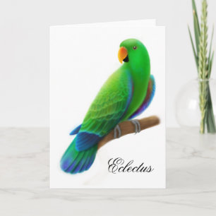 Cartão Male Eclectus Parrot Greeting Card