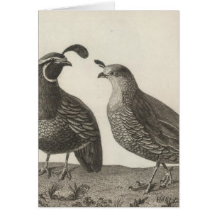 Cartão Male & Female Partridge, Califórnia