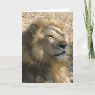 Cartão Male Lion