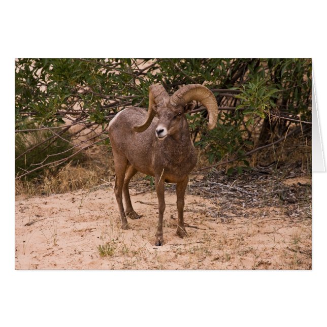 Cartão Male Ram Big Horn Shea (Frente Horizontal)