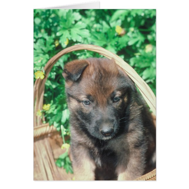 Cartão Malinois belgas (Frente)