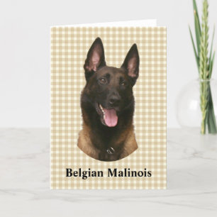 Cartão malinois belgas