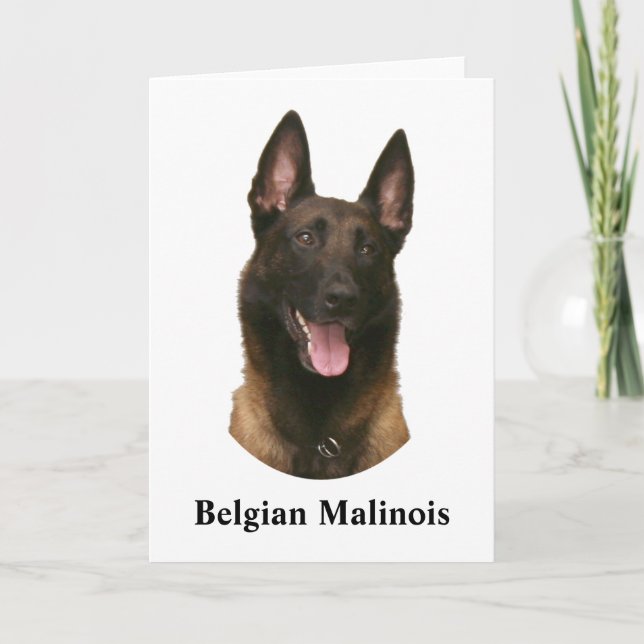 Cartão malinois belgas (Frente)