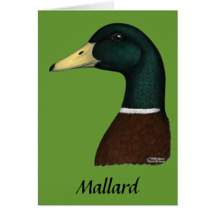 Cartão Mallard Drake Head