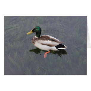 Cartão Mallard Duck