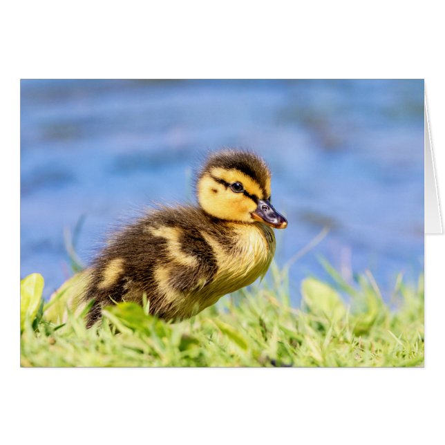 Cartão Mallard Duckling (Frente Horizontal)