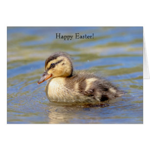 Cartão Mallard Duckling