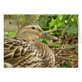Cartão Mallard Mallard
