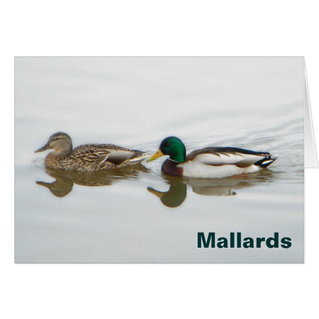 Cartão Mallards (Frente Horizontal)
