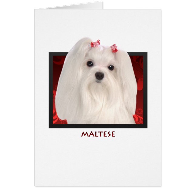 Cartão Maltês (Frente)