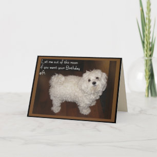 Cartão Maltês Aniversário Humor