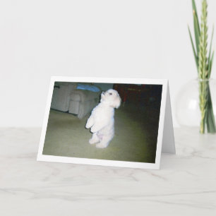 Cartão Maltese Happy Father's Day Card