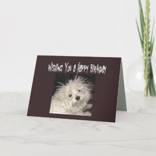 Cartão Maltese Humor Birthday Wishes Card for Anyone