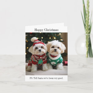 Cartão Malteses Terriers em Suéteres de Natal