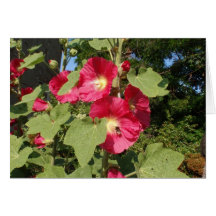 Malvariscas Rosa