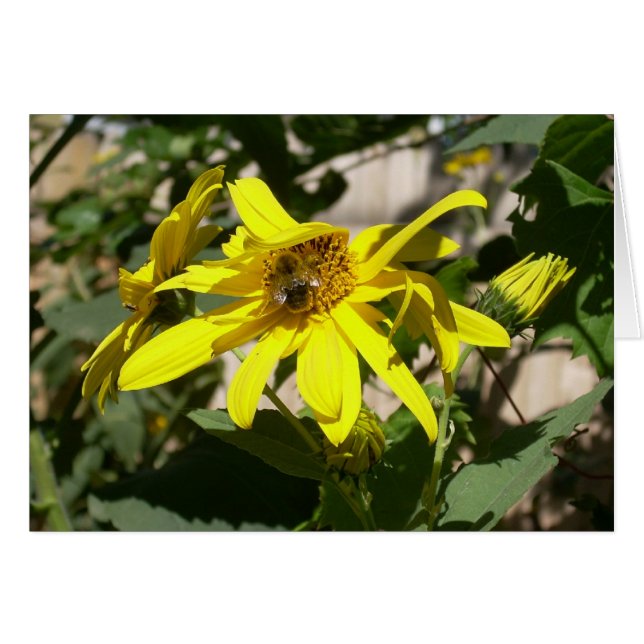 Cartão mamangabas num girassol (Frente Horizontal)