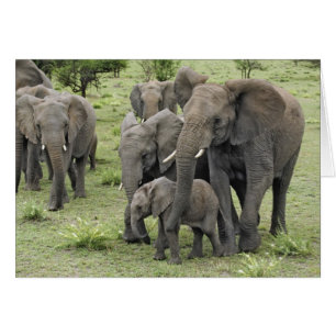 Cartão Manada de Elefantes Africanos