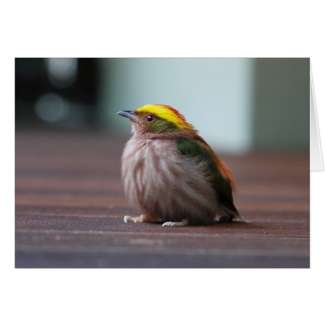 Cartão Manakin com prego de ferrão (Frente Horizontal)