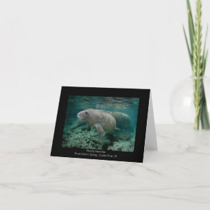 Cartão Manatee Calf