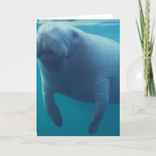Cartão Manatee Greeting Card