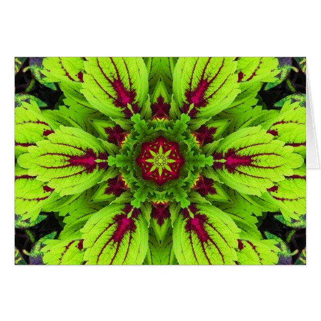 Cartão Mandala da planta do Coleus (Frente Horizontal)