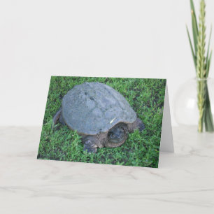 Cartão Mandando Durante Mais De 70 Milhões De Anos