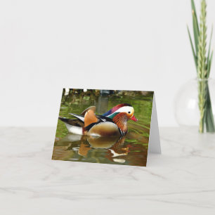 Cartão Mandarin Duck