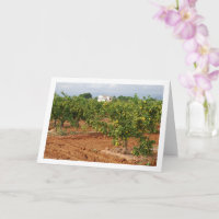 Mandarin Orchard, Llira, Cidade Espanhola, Valênci