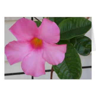 Cartão Mandevilla