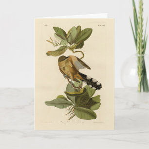 Cartão Mangrove Cuckoo das Aves da América de Audubon