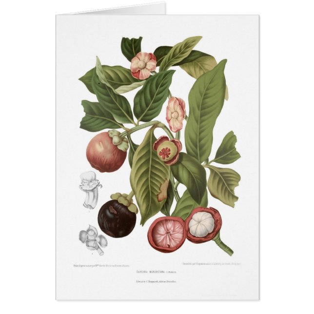 Cartão Mangustão roxo (Frente)