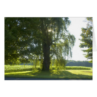 Cartão Manhã Selvagem - Começar o dia de luz do sol brilh