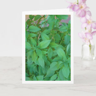 Cartão Manjericão (Ocimum basilicum)