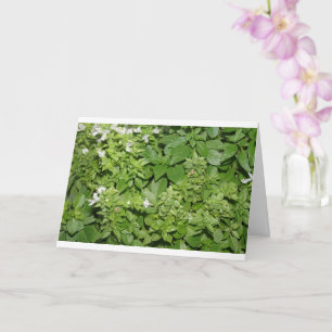 Cartão Manjericão (Ocimum basilicum)