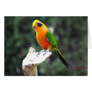 Cartão Manteigas II