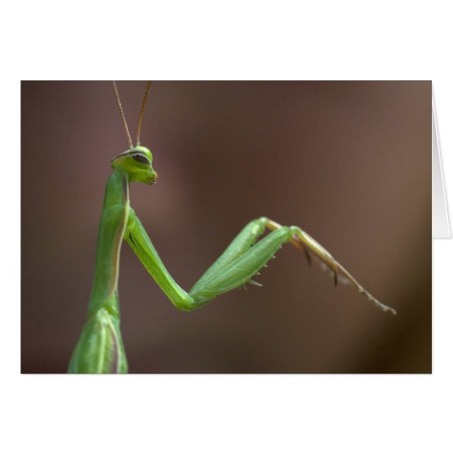 Cartão Mantis religiosa (Frente Horizontal)