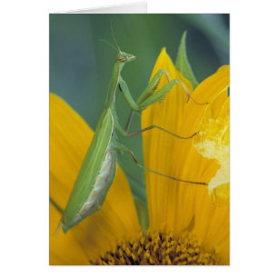 Cartão Mantis religiosa fêmea