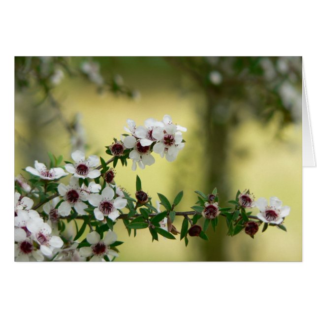 Cartão Manuka em flor (Frente Horizontal)