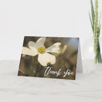 Manuscrito Casual Obrigado Dogwood Blossom