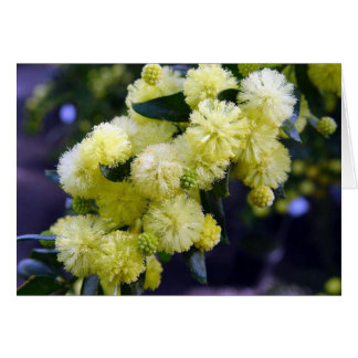 Cartão Mapa Acácia - Mimosa