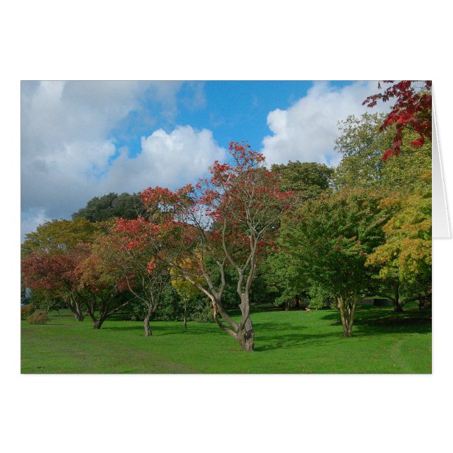 Cartão Maples Japoneses, Bute Park, Cardiff. (Frente Horizontal)