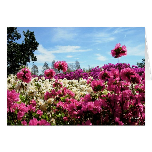 Cartão Mar de Azaleas, S Cyr (Frente Horizontal)