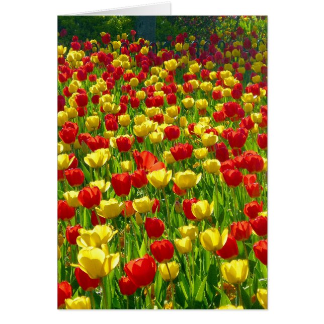 Cartão Mar de Tulipas (Frente)
