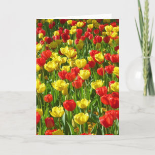 Cartão Mar de Tulipas