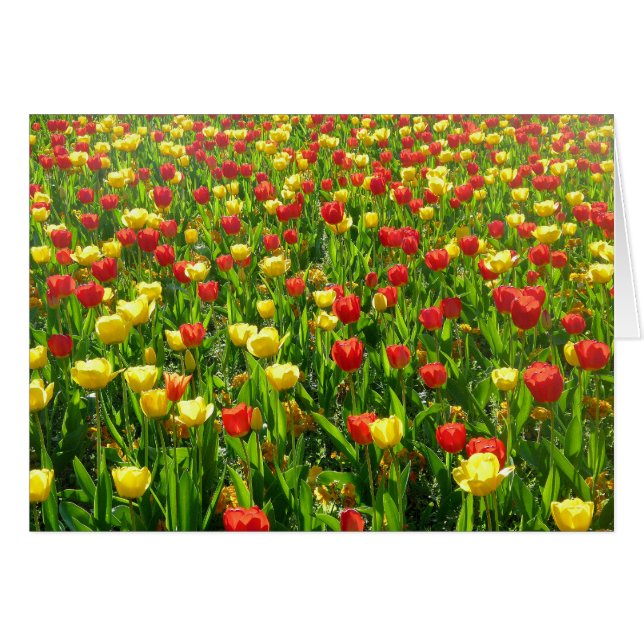 Cartão Mar de Tulipas II (Frente Horizontal)