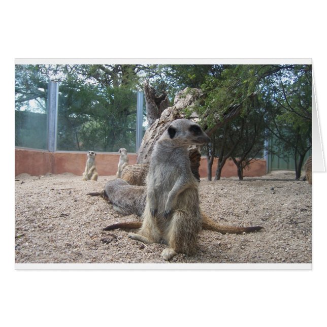 Cartão Maravilhoso Meerkats (Frente Horizontal)