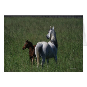 Cartão Mare e Foal Árabes
