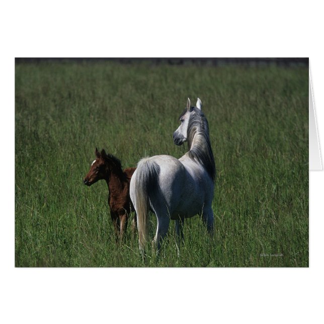 Cartão Mare e Foal Árabes (Frente Horizontal)