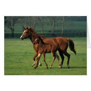 Cartão Mare & Foal Criados 3