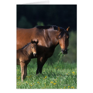 Cartão Mare & Foal de raça pura 1